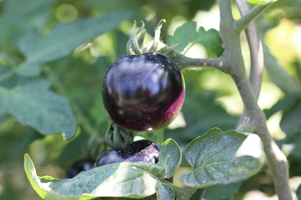 schwarze tomaten giftig